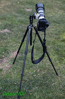 Gitzo GT1544T tripod fully extended with long telephoto attached