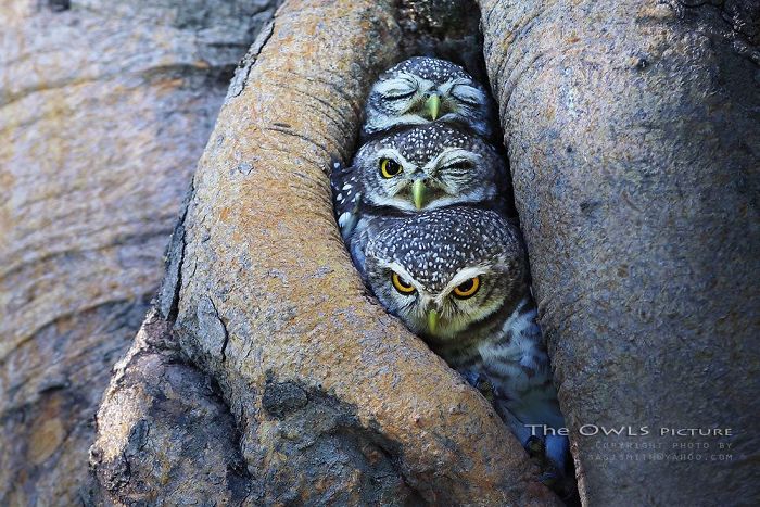 32 Animals That Look Like They’re About To Drop The Hottest Albums Of The Year - The Pop Trio Owls