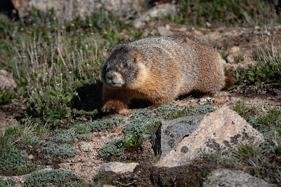 Yellow-bellied Marmot, Mount Evans