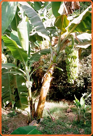 Pokok pisang!  akuayut