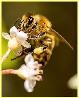 Abeja