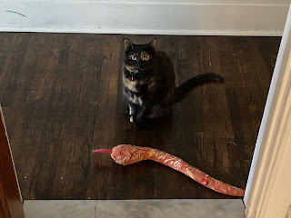 A black and orange tortoiseshell cat stands in front of an open doorway, staring forward. In front of her is an orange toy snake which is as long as she is.