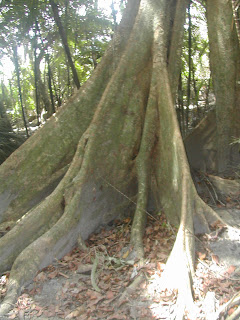 Bleeding tree, Punta Sal, Honduras