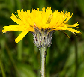 Cat's-ear, Hypochaeris radicata.  Spring Park, 5 June 2013.