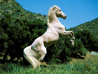 imagen de un caballo blanco