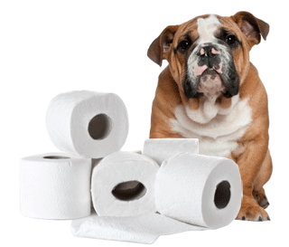 toilet train for dogs - Pets Cute and Docile