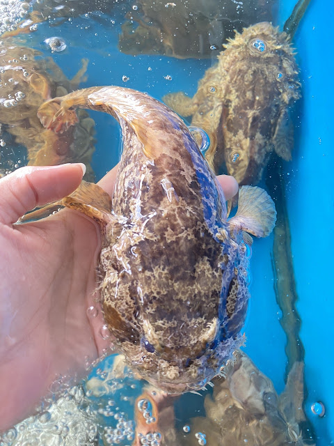 Hải Sản Quy Nhơn - Cá mao ếch chế biến nhiều món ăn ngon tuyệt