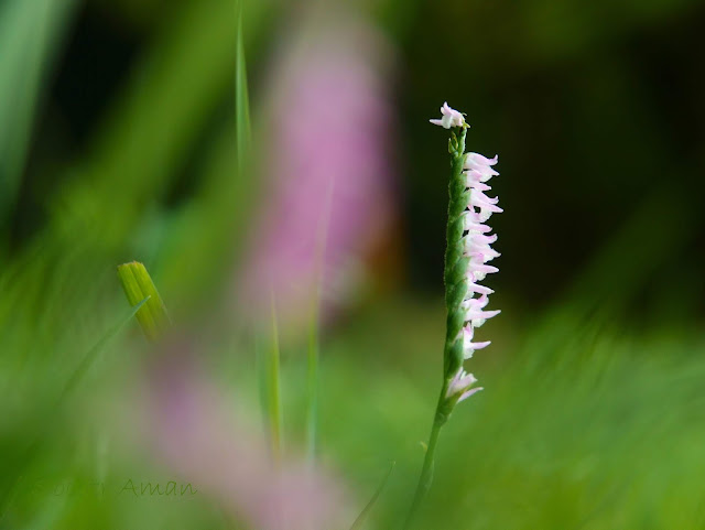 Spiranthes sinensis