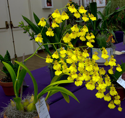 Oncidium Sweet Sugar orchid hybrid care and culture