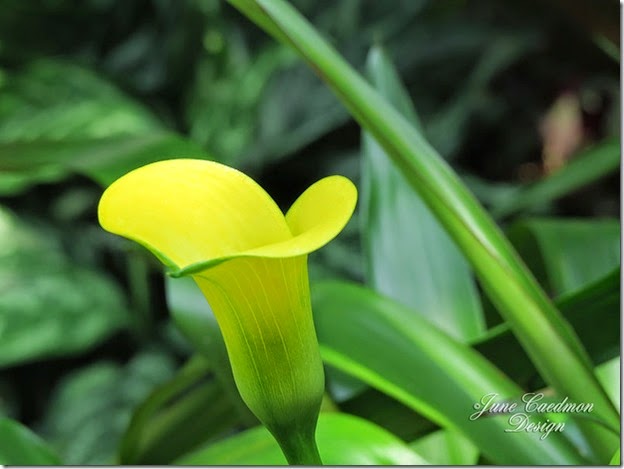 YellowCallaLily