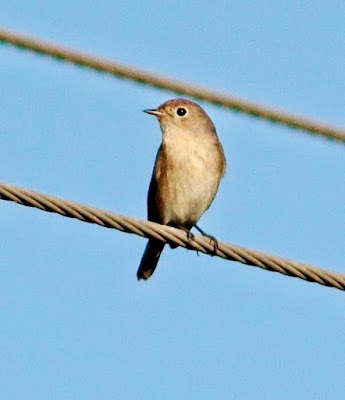"Red-breasted Flycatcher Ficedula parva, Adult female ,winter visitor to Mount Abu. Perched on wire."