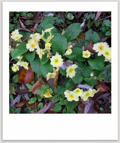 Primula