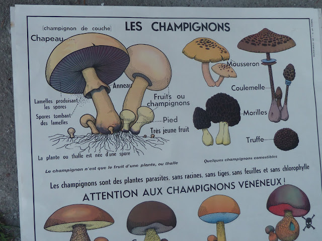 affiche scolaire Mdi 1960  LES champignons 