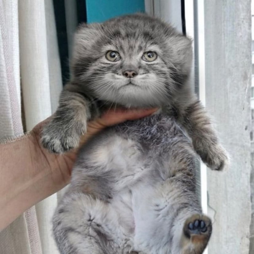 A baby Pallas' cat