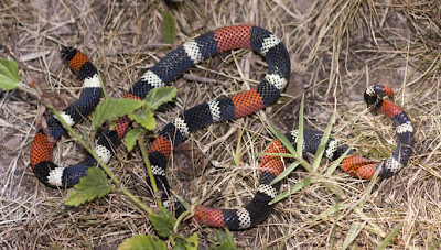 eagles and snakes