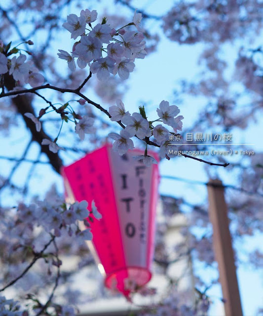 目黒川の桜