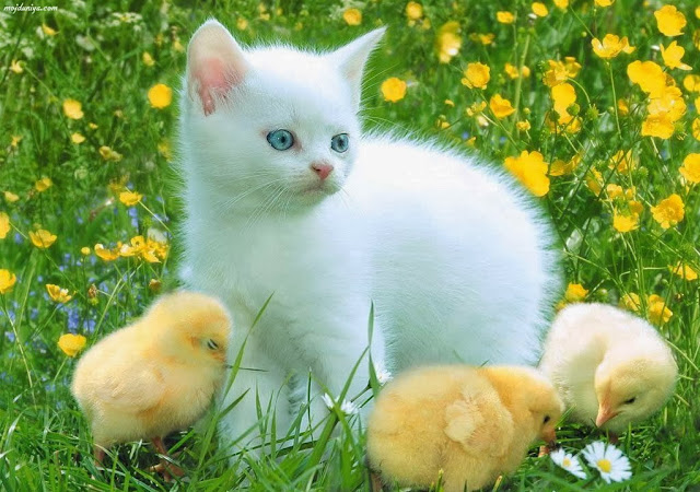 Download Cats and Chicks Wallpaper, Download Cats and Chicks Wallpaper Full HD, Cats and Chicks Wallpaper, Cats Wallpaper, Chicks Wallpaper, Animal Wallpaper, Wallpaper Full HD, Wallpaper For Dekstop