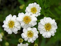 la grande camomille-Tanacetum parthenium