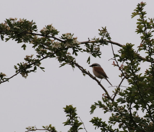 Alcaudon dorsirrojo (Lanius collurio)