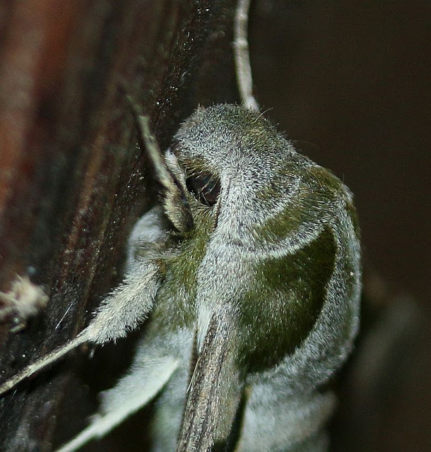 Nachtkerzenschwärmer, Proserpinus proserpina