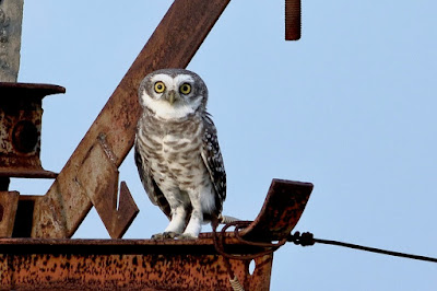 Spotted Owlet