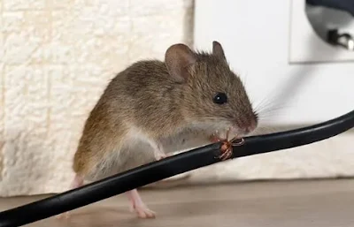 How to Catch Mice That You Can Apply