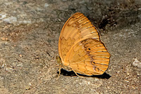 Cupha erymanthis