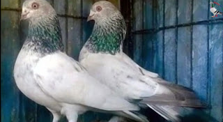 [কবুতর পালন] গিরিবাজ জাতের কবুতর চেনার উপায় । Ways to recognize mountain pigeons