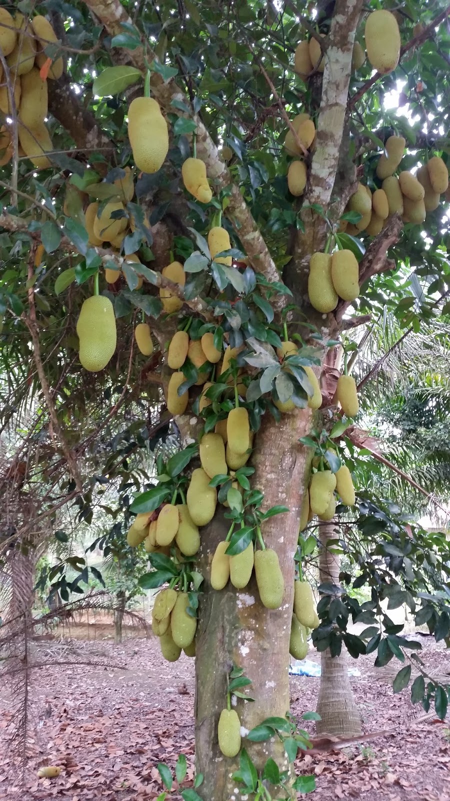 Warisan Petani Buah Cempedak 