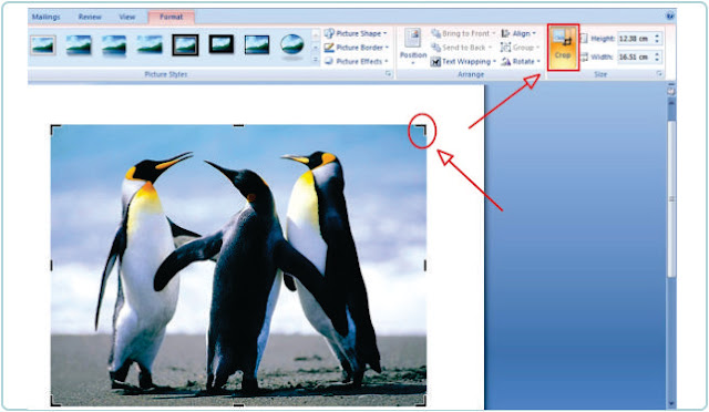 Cara Memotong Gambar Atau Crop Foto Di MS Word