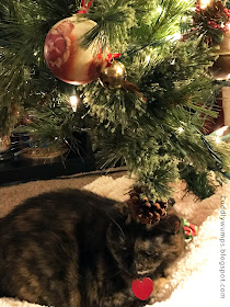 Real Cat Paisley under Christmas tree 2017