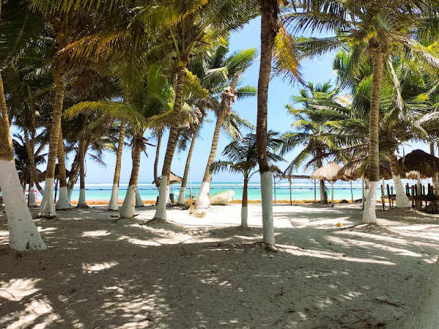 palme spiaggia Mahahual Messico