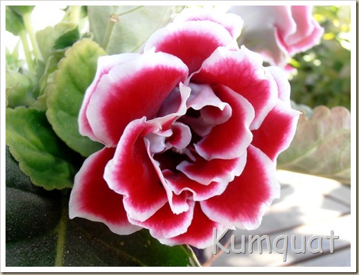 gloxinia 5