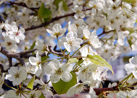 budding tree - 2