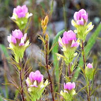 Clump of owl-clover