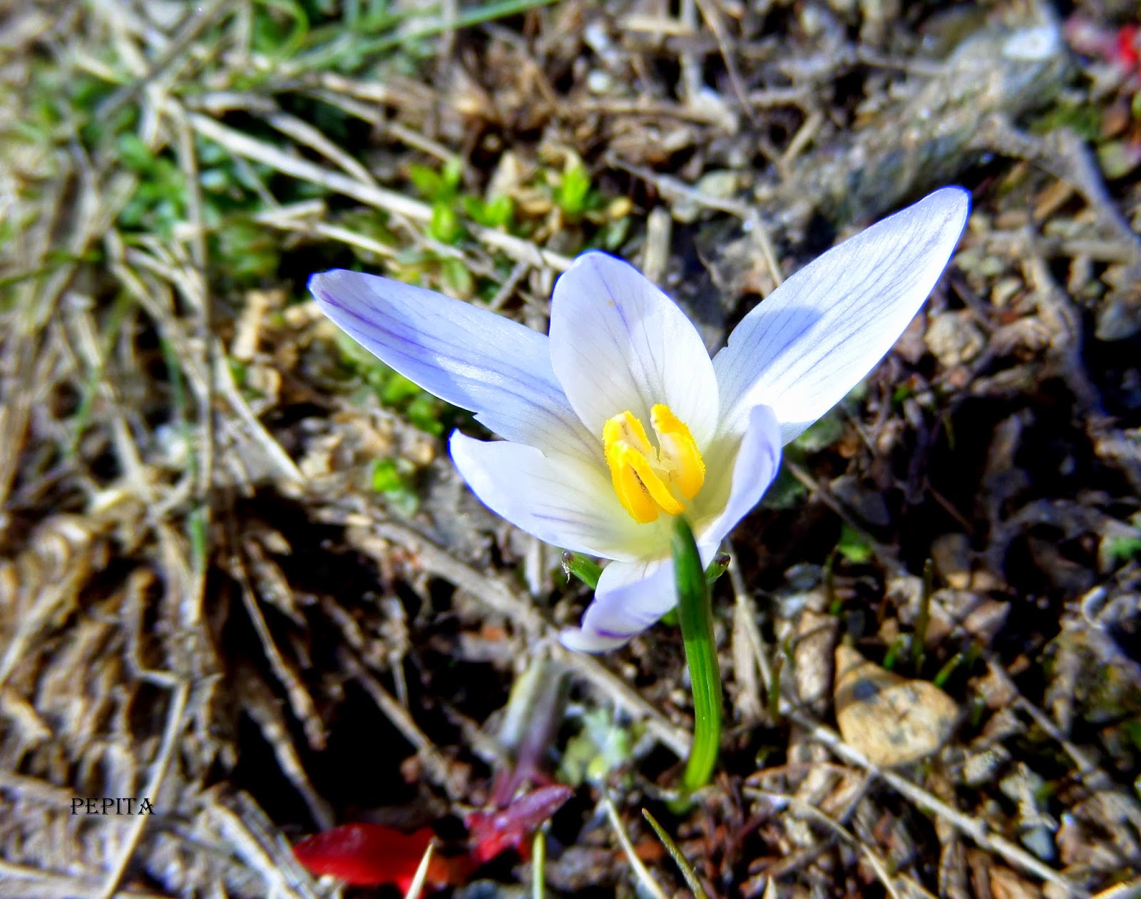 Foto flores Azafrán Blanco en los ventisqueros . Sierra Nevada