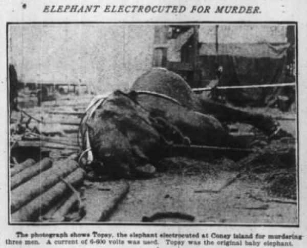 Elephant Electrocuted for Murder