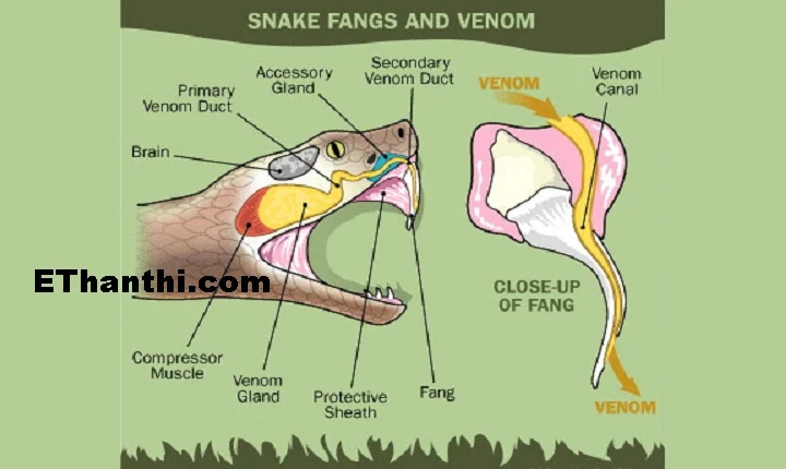 நல்ல பாம்பு பற்றி முழுமையாக தெரிந்து கொள்ளுங்க !