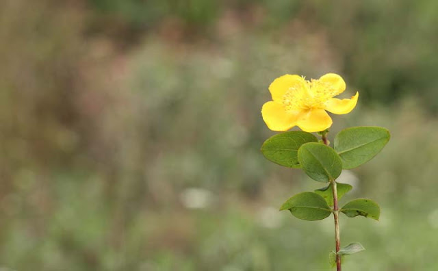 Hypericum Flowers