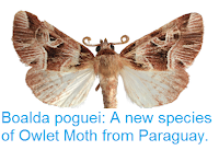 http://sciencythoughts.blogspot.co.uk/2017/06/boalda-poguei-new-species-of-owlet-moth.html