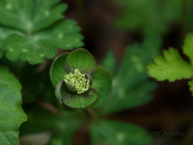 Anemone flaccida