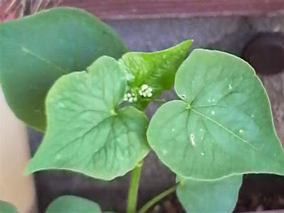 花芽が出ました。