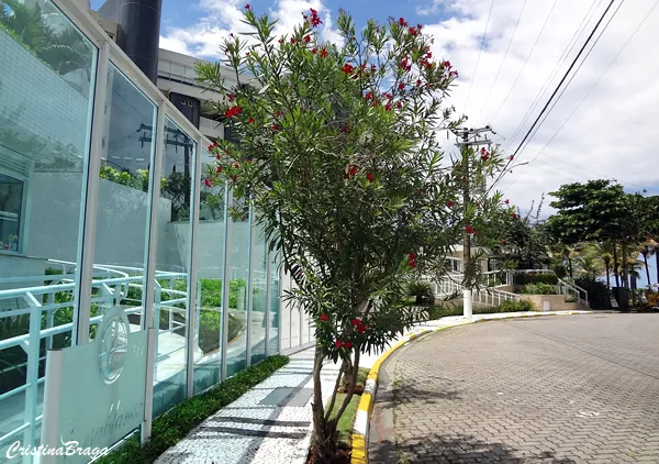 Espirradeira – Nerium oleander