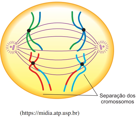 A figura ilustra uma das etapas do processo de divisão celular meiótica que ocorre nos animais