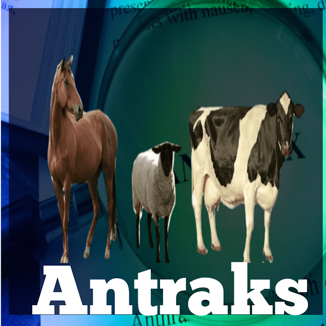 Antraks