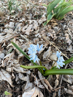 Puschkinia - Striped Squill Flower