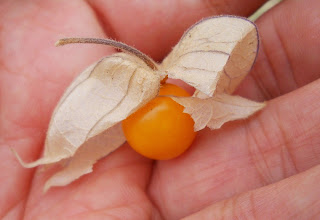 fruta farolillo chino