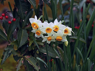 Suisen (narcissus) flowers: Kaizo-ji