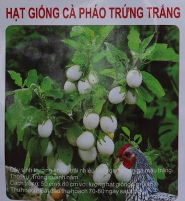 Hạt giống Cà pháo trứng trắng