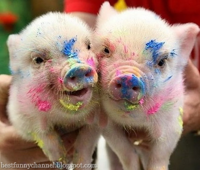 Two funny pigs.